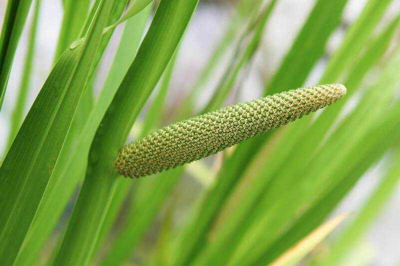 Can I Smoke Calamus? - SPLIFF