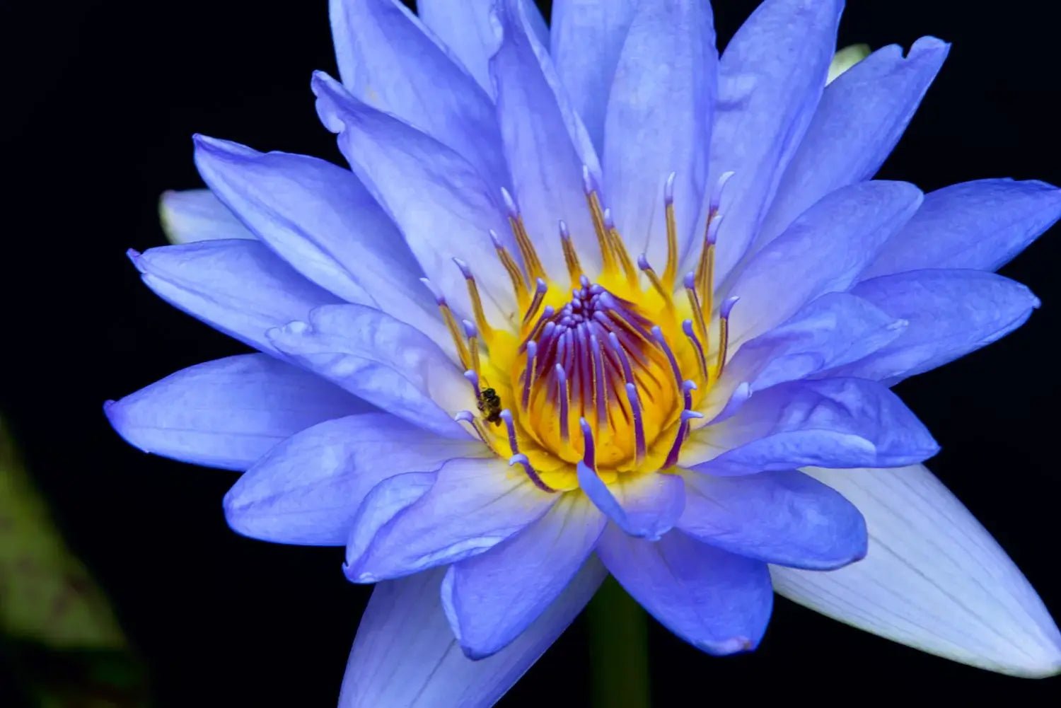 Smoking Blue Lotus - A Comprehensive Guide - SPLIFF