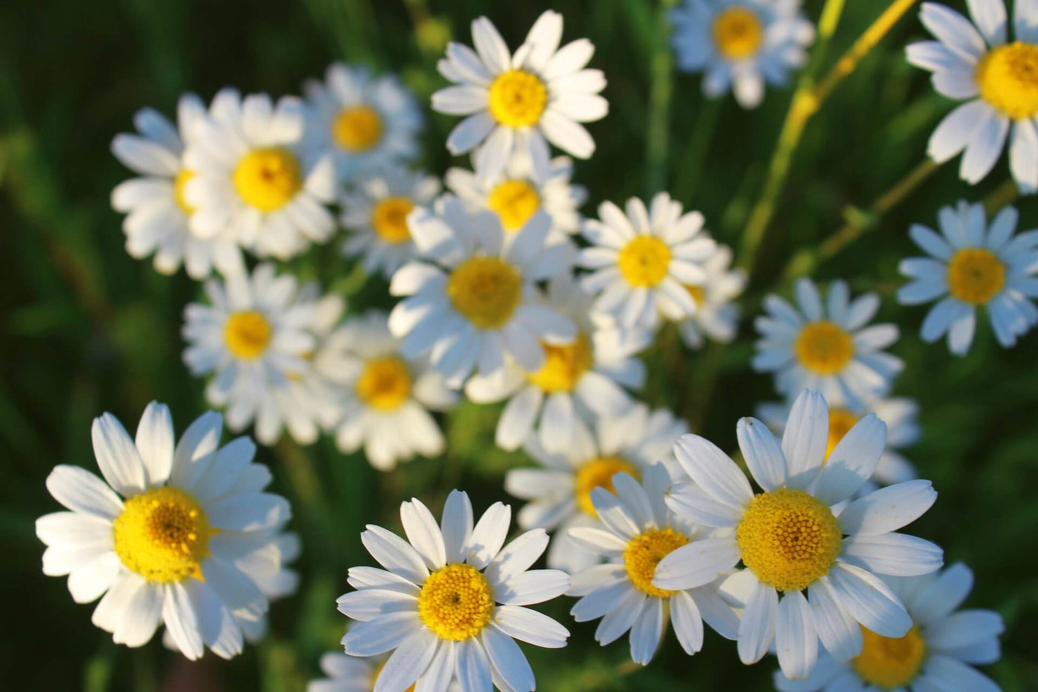 Smoking Chamomile - Benefits, Risks and Herbal Blend - SPLIFF