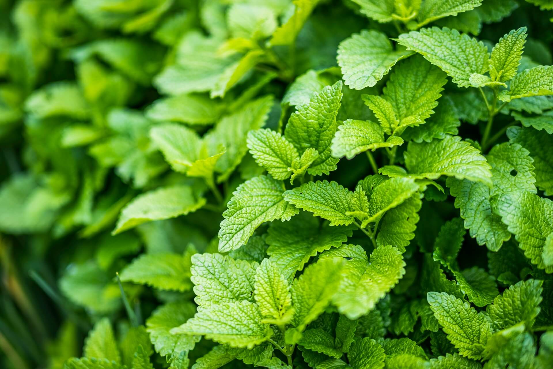 Smokable Herbs Ultimate Guide